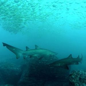 Double Dive - Bluefish Point (18m) Departs Tunks Park