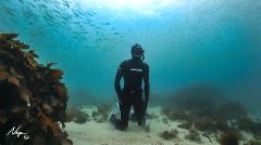 Sydney Snorkelling Experience