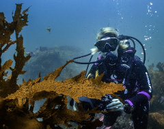 Guided Open Water Diver Double Boat Dive; Max Depth: 18 meters; Departs; Tunks Park, Northbridge