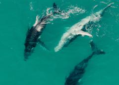 Humpback Highway Day Trip – North Stradbroke Island Whale Watching Adventure