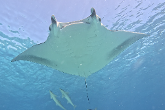 Lady Elliot Reef Double Dive 