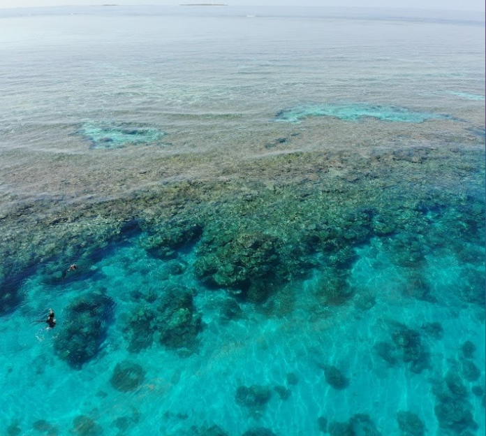 Reef Guided Snorkeling