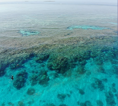 Reef Double Dive 