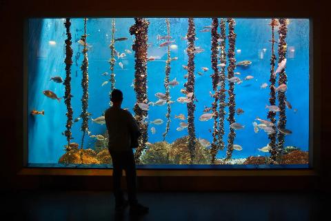 Aquarium_Finisterrae__4_