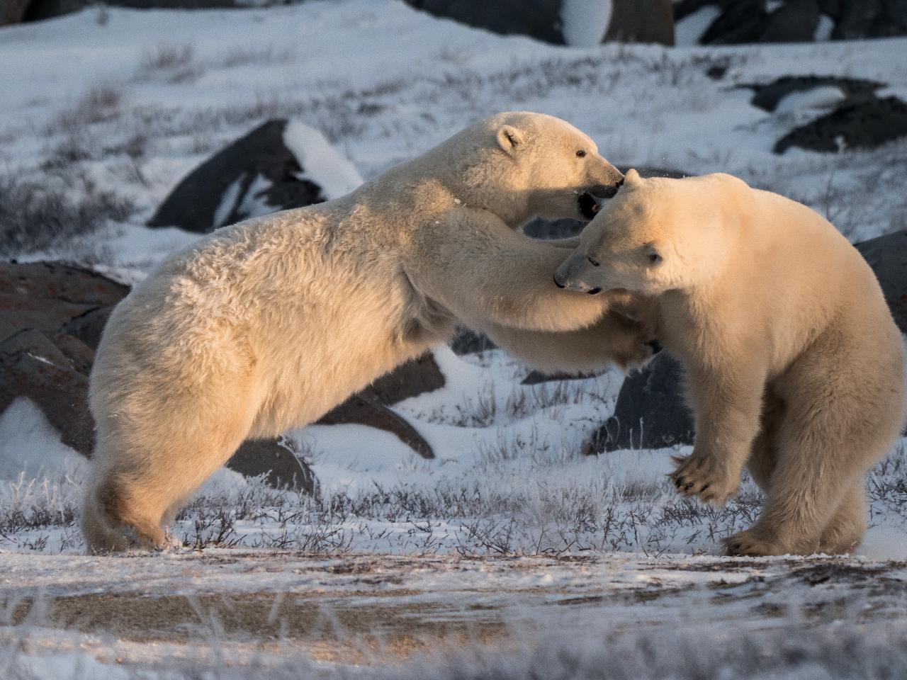 Wildlife Tour (Full day)