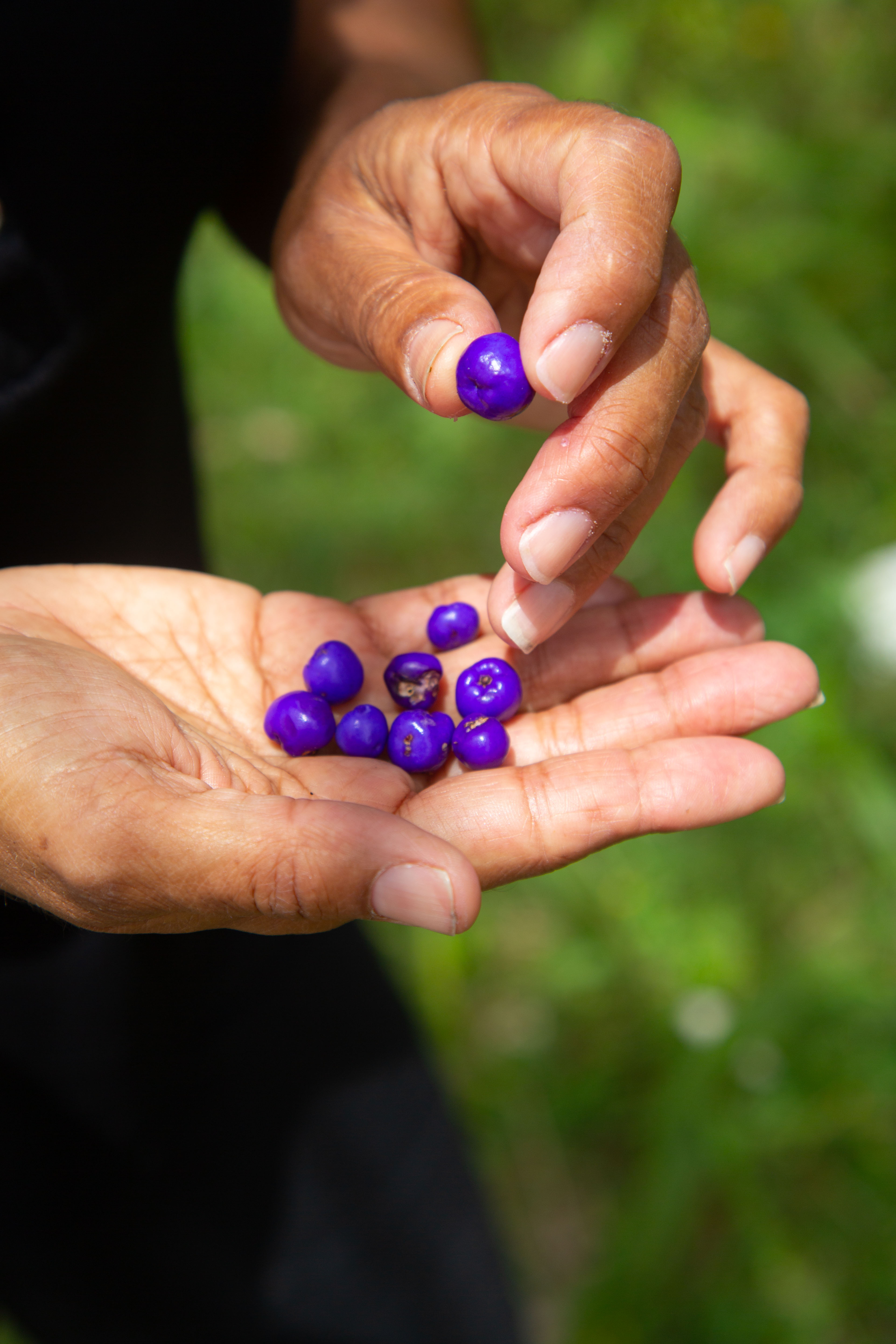 Bangalow Bush Tucker Tours