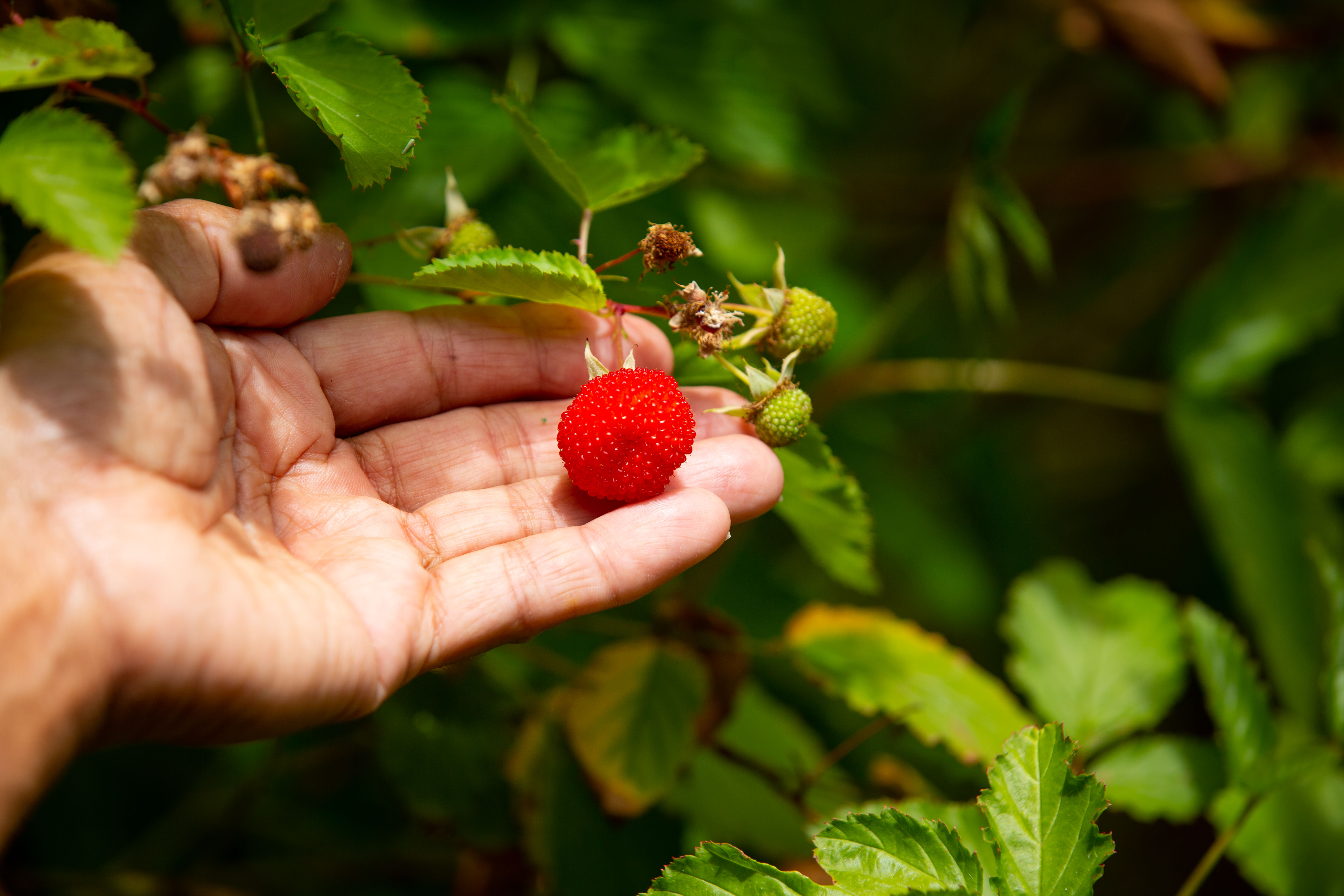 Bangalow Bush Tucker Tours