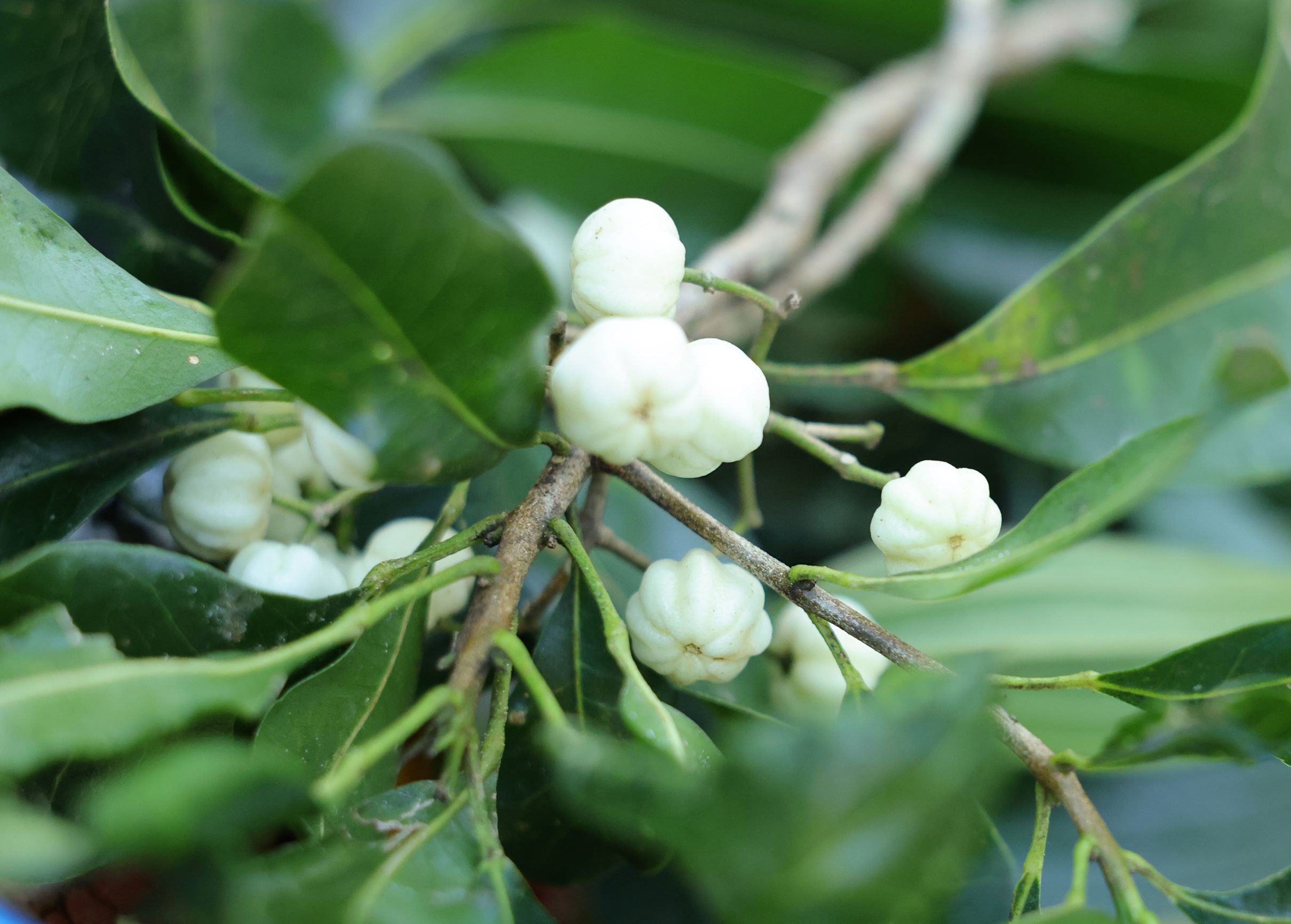 Bangalow Bush Tucker Tours