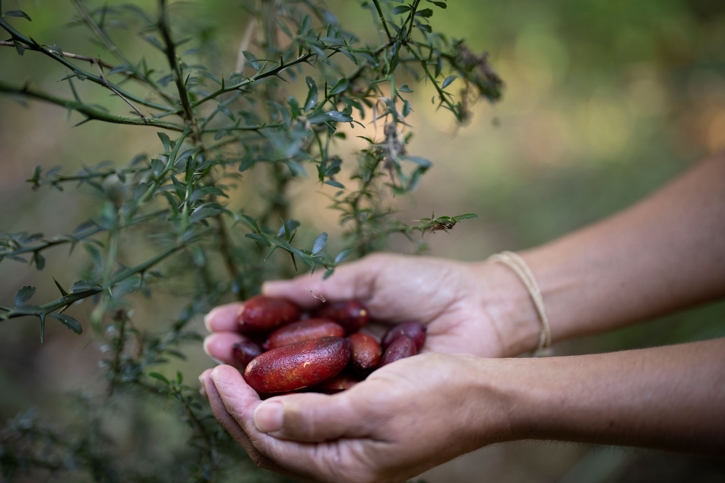 Bangalow Bush Tucker Tours