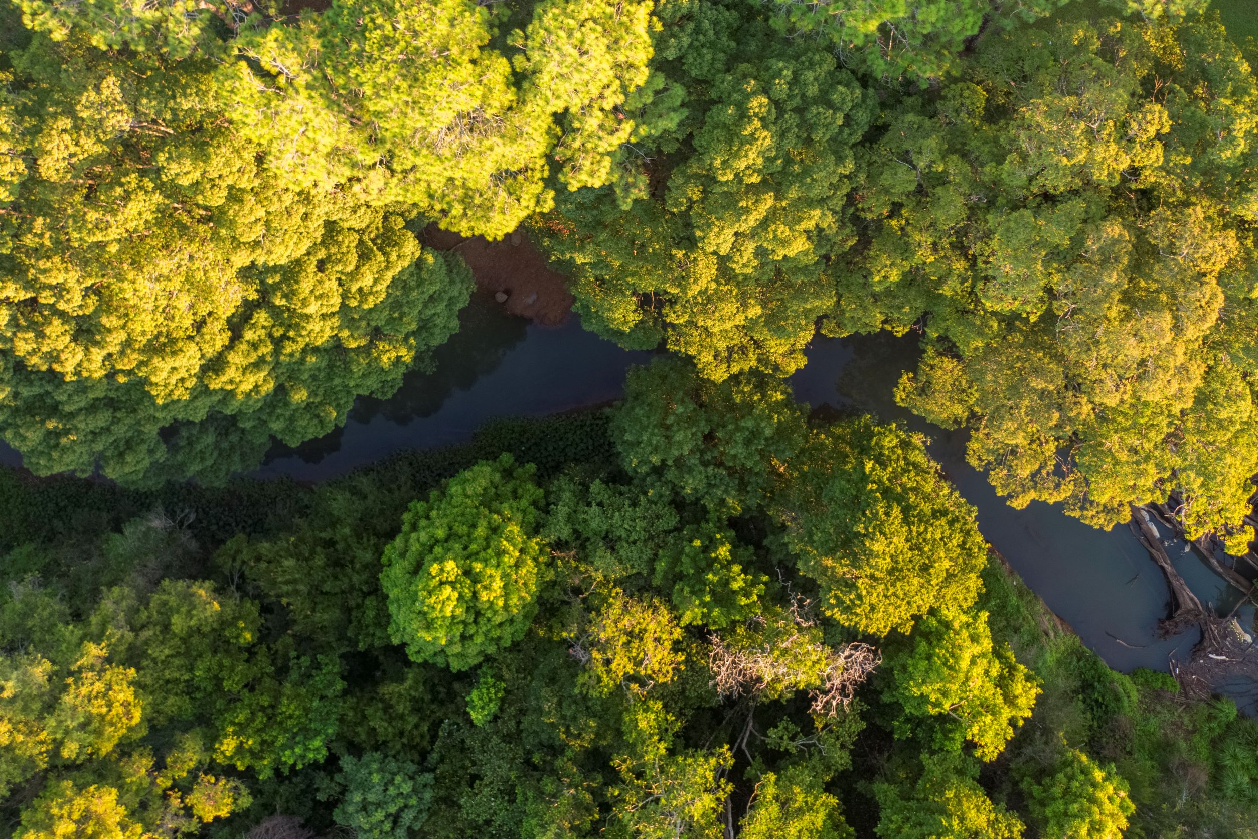 Bangalow Bush Tucker Tours