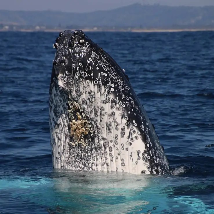 Sea Country Boat Tour