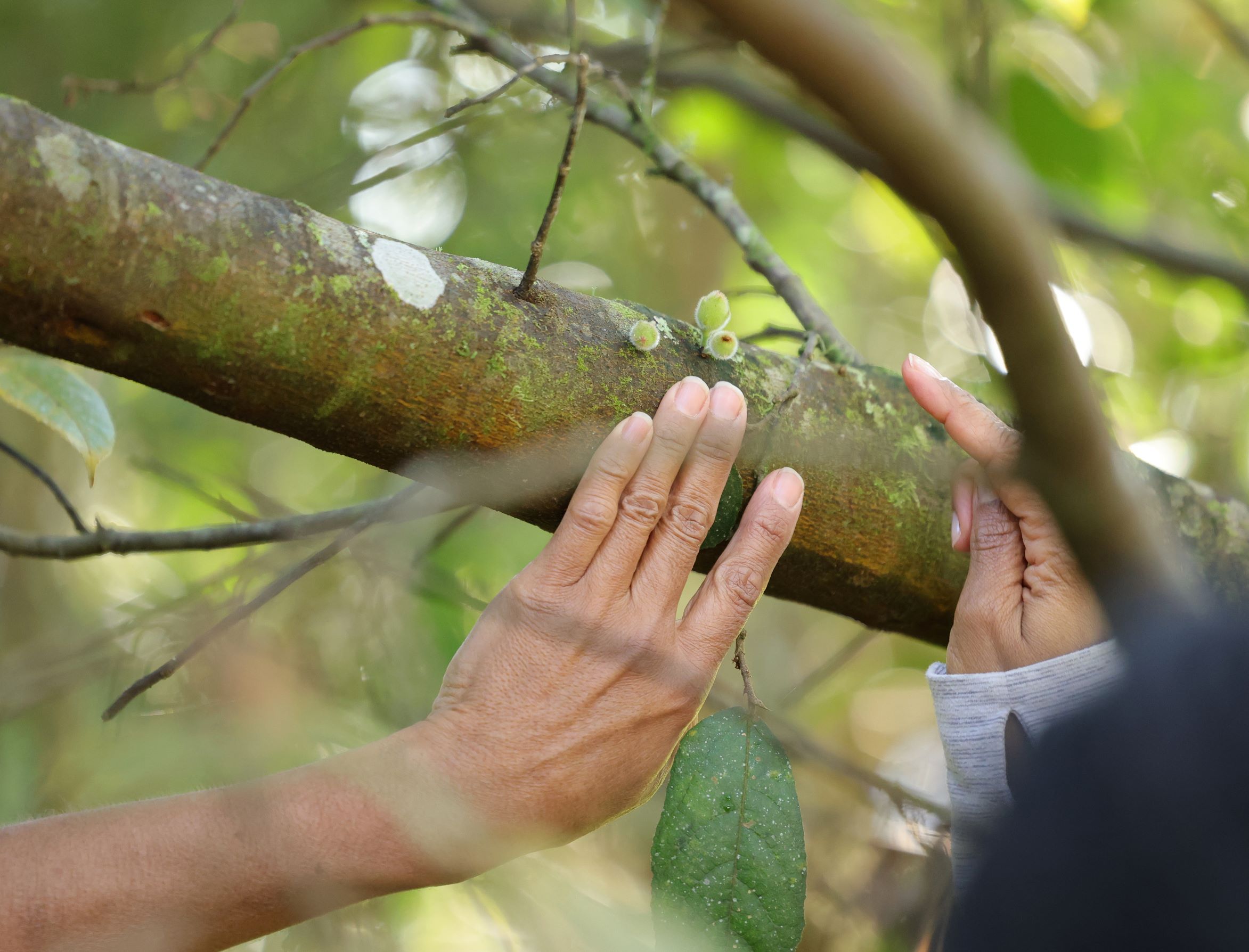 Bangalow Bush Tucker Tours