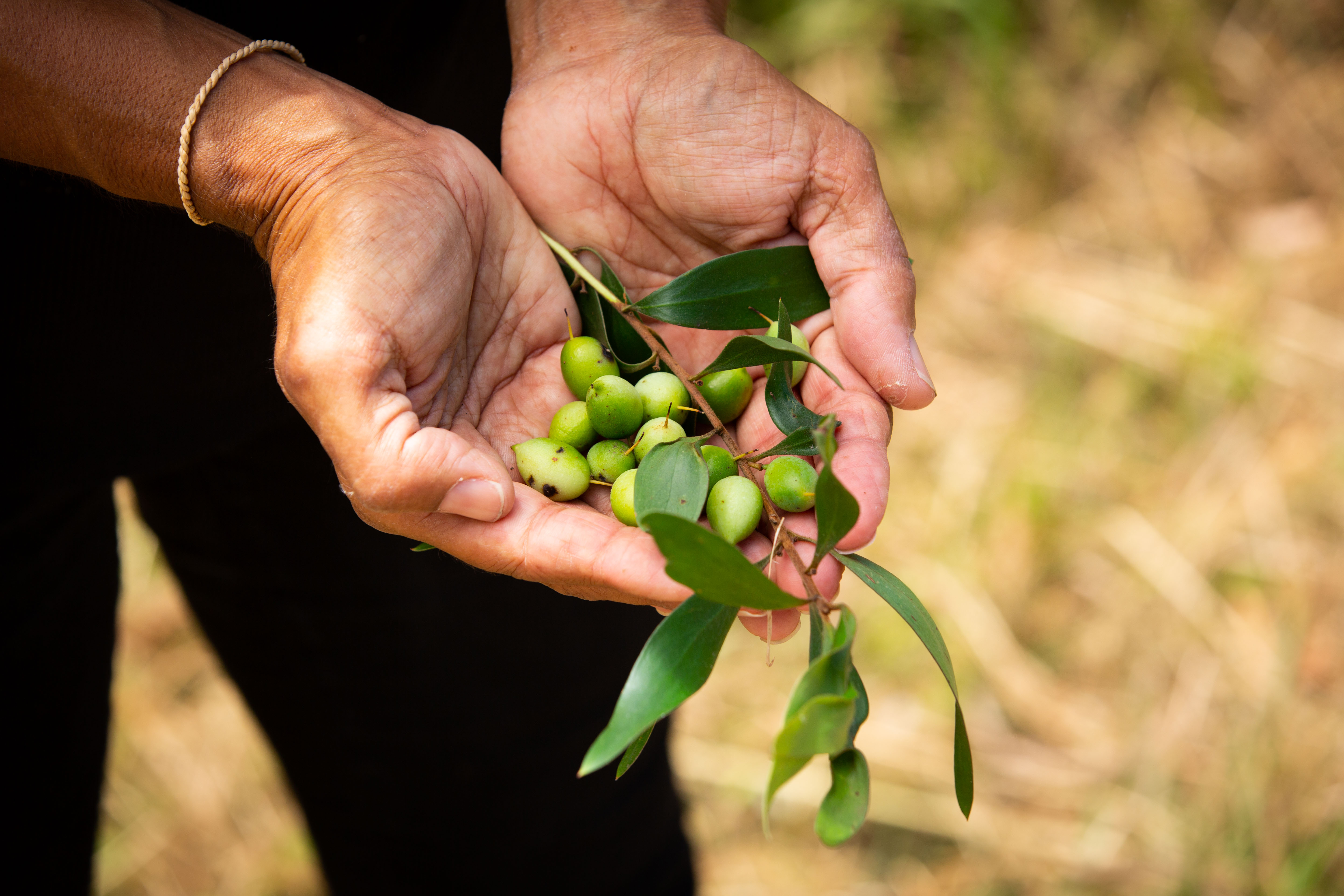 Bangalow Bush Tucker Tours