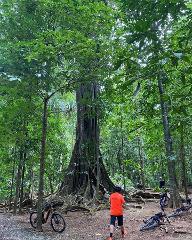 Jungle Blast