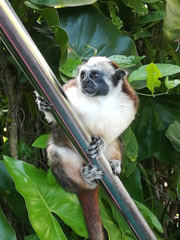 Soberanía Park & Gatun Lake Boat Expedition Monkey Island