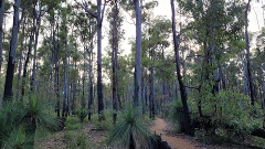 Discover Forest Bathing in Dwellingup