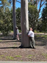 Forest Bathing (Shinrin yoku) Experience in Kings Park: Reconnect with Nature and Yourself