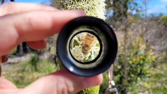 Loupe (Magnifying Glass)
