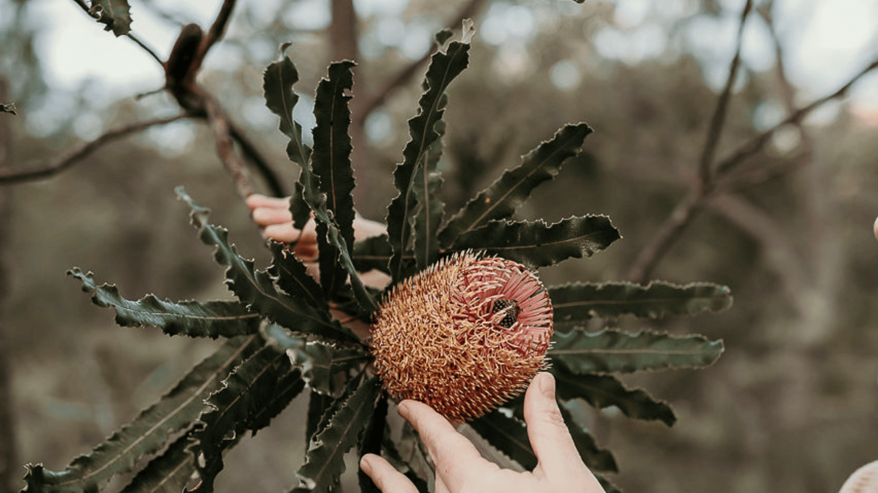 Coaching with Nature Course: A Path to Presence, Insight, and Transformation (Perth)