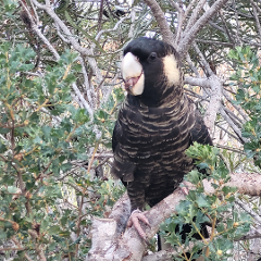 Mindful Wildlife Observation Walk – Paruna Wildlife Sanctuary