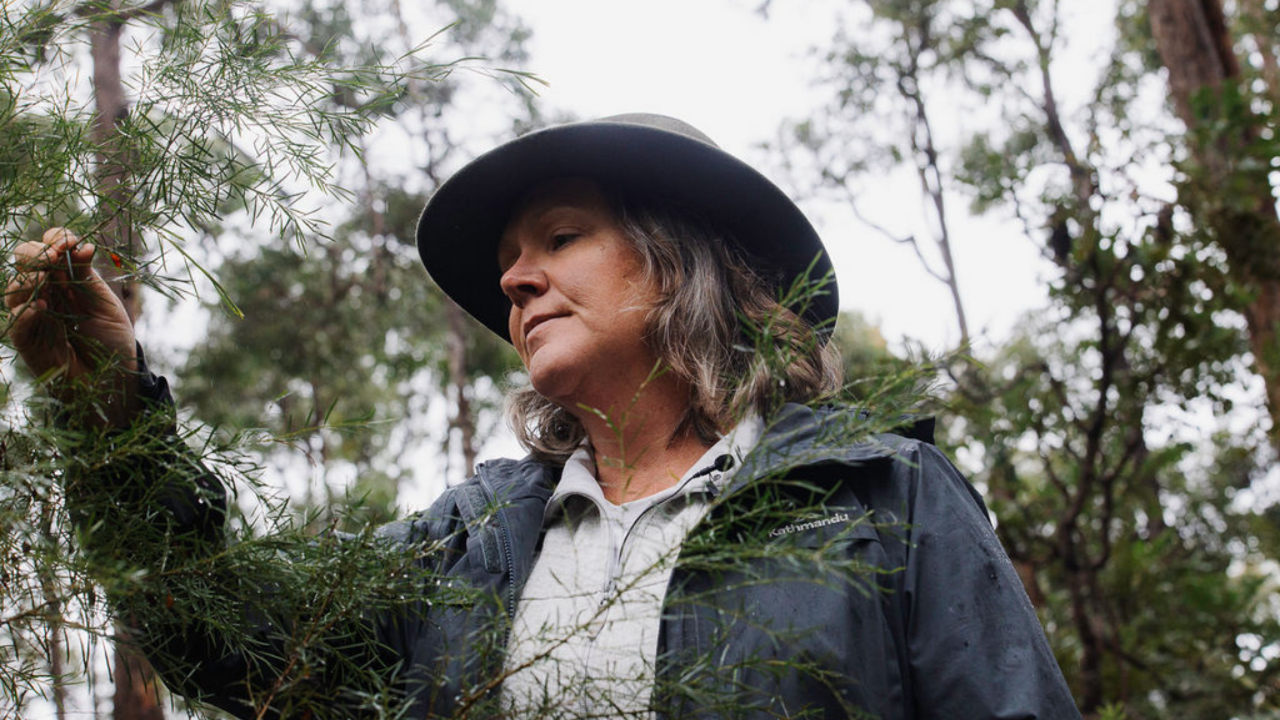 Coaching with Nature Course: A Path to Presence, Insight, and Transformation (Online)