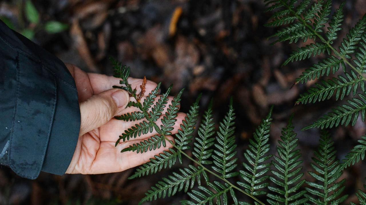 Monthly Online Mindful in Nature Gathering