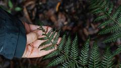 Monthly Online Mindful in Nature Gathering