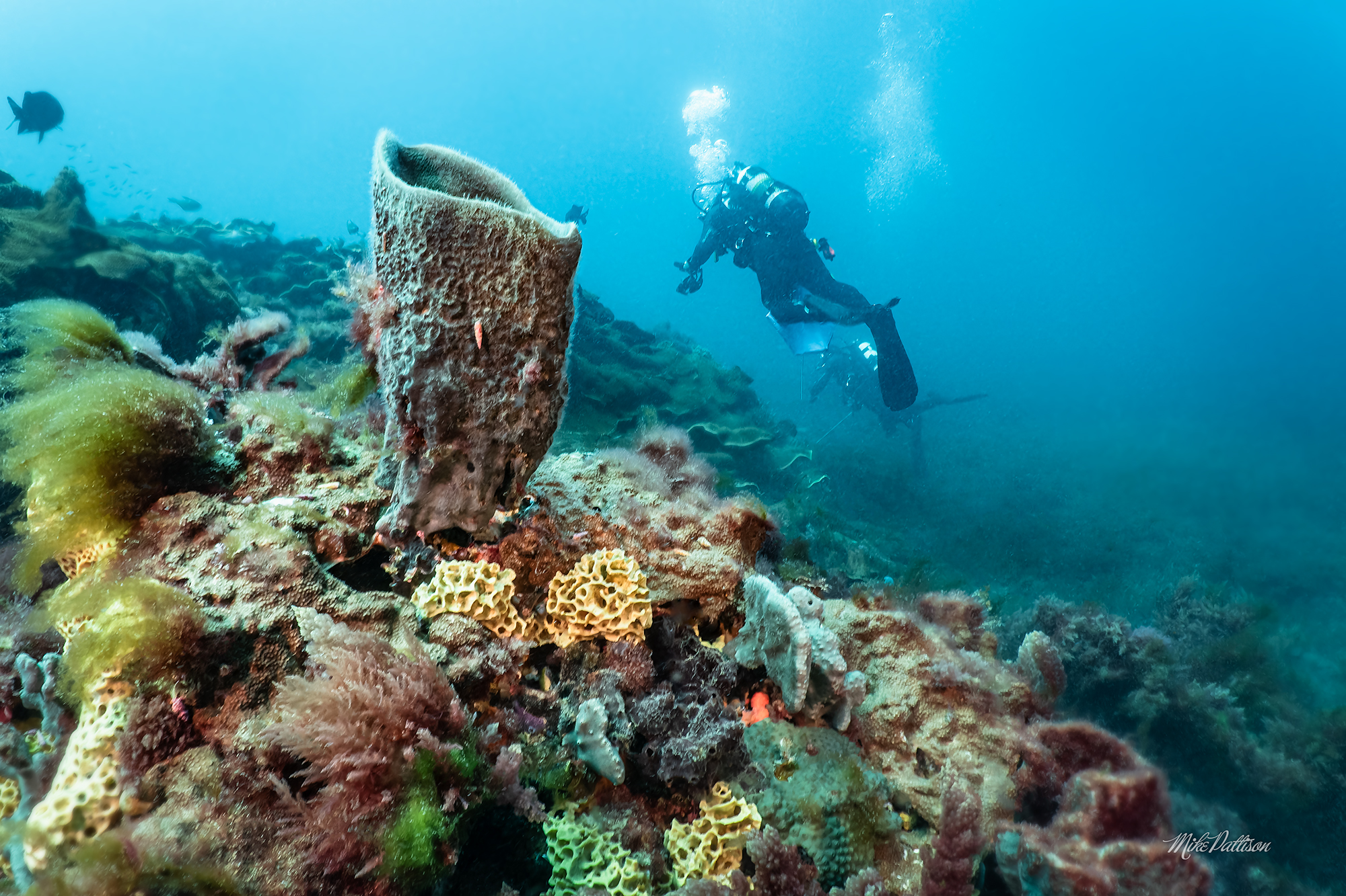 Combo Dive - Lena Wreck & 20 Meter Blades