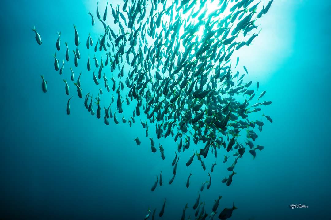 Combo Dive - Lena Wreck & 20 Meter Blades