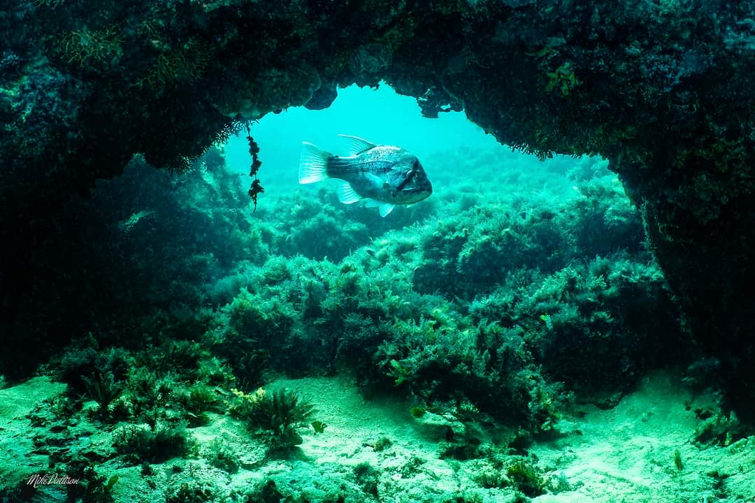 Combo Dive - 20 Meter Blades & Leather Jacket Cave