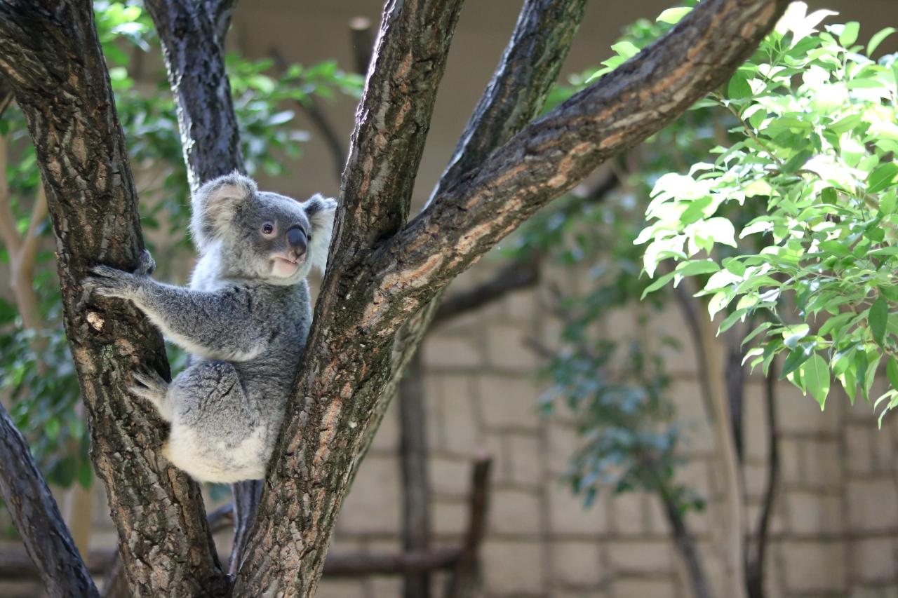 動物園ツアー