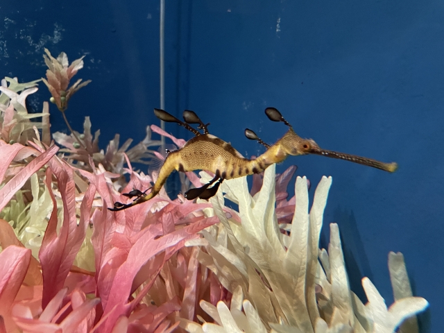 水族館ツアー