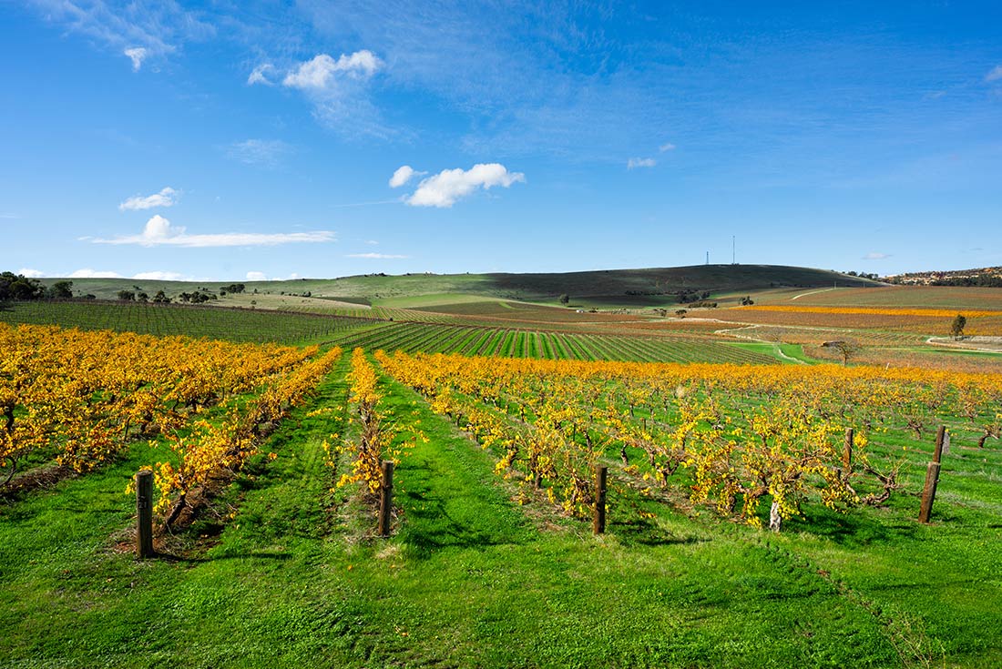 6-Day Cycle South Australia's Wine Regions Tour from Adelaide: Barossa Valley, Clare Valley and McLaren Vale | Small Group Tour