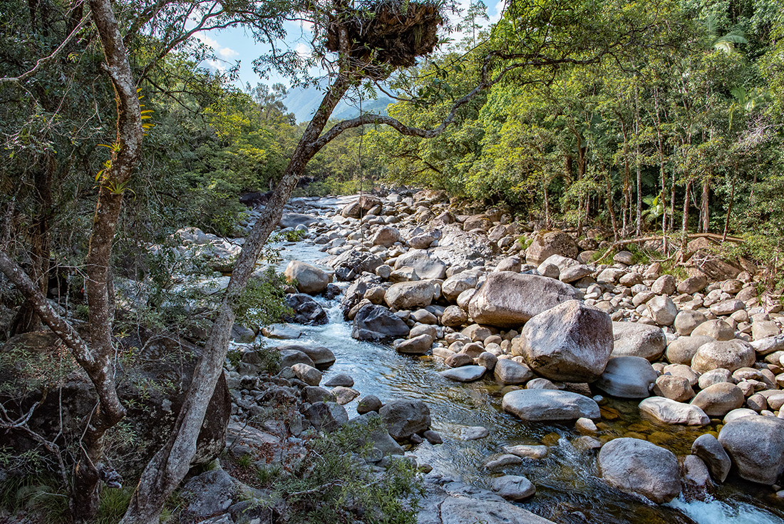 5-Day Daintree Family Holiday Tour from Cairns: Kuranda, Port Douglas, Daintree Rainforest, Cape Tribulation, Mossman Gorge and Kuyu Kuyu | Small Group Tour