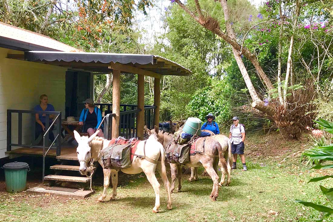 5-Day Walk Queensland’s Atherton Tablelands with Donkeys Tour from Cairns | Small Group Tour
