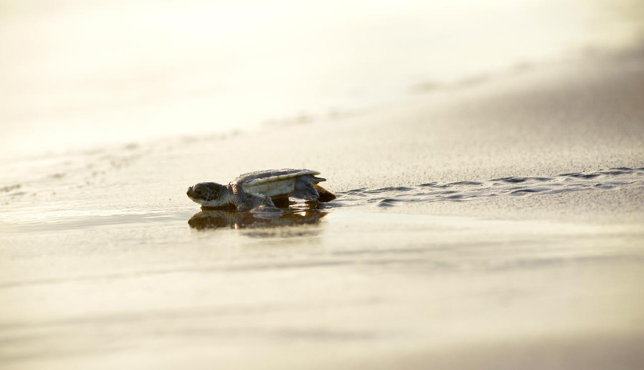 Turtle Nesting at Camaronal Wild Life Refuge 