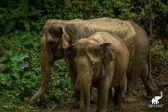 Phuket Hidden Forest Elephant Reserve with Lunch & Transfer Morning Tour (Hotel/Concierge)