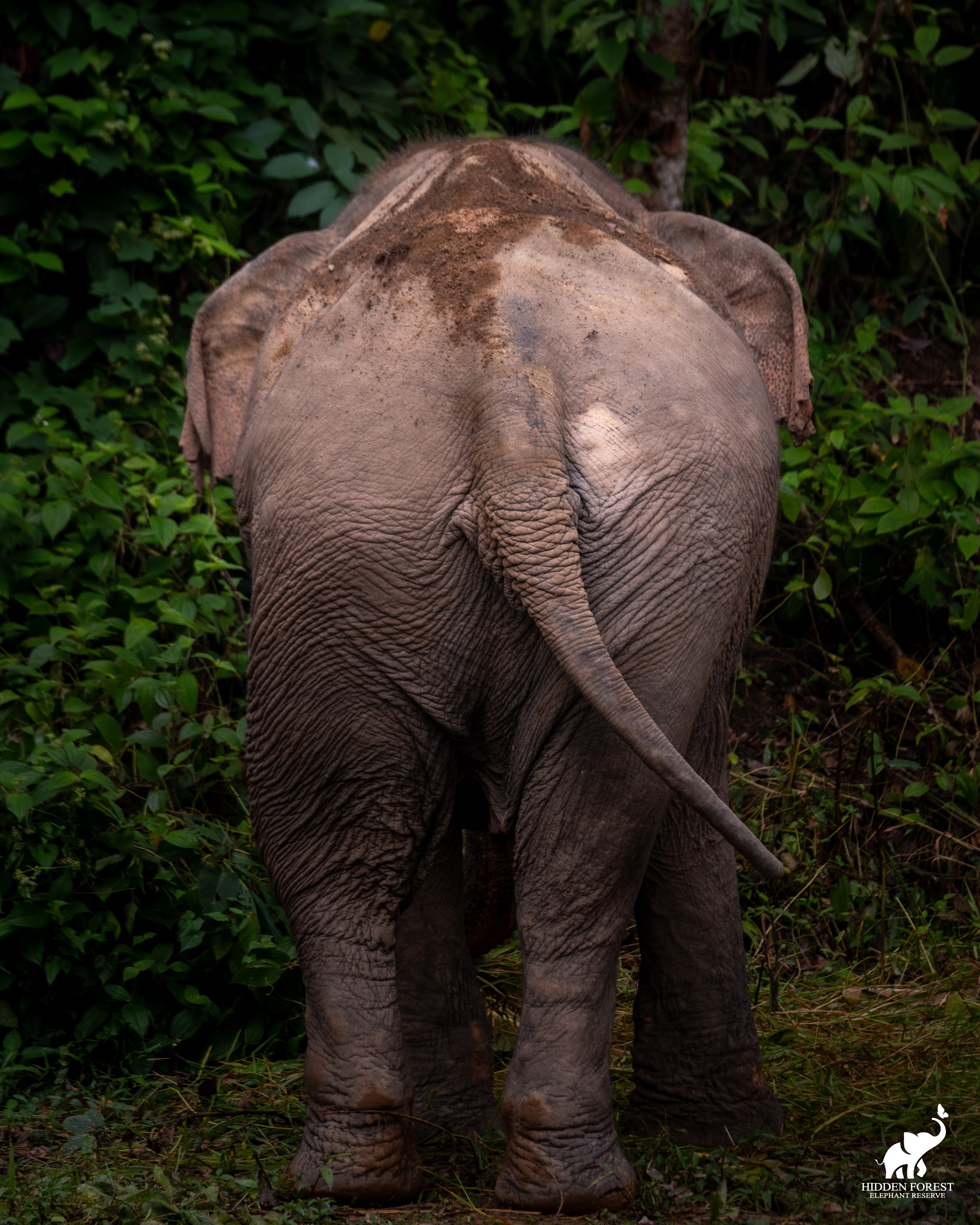 Phuket Hidden Forest Elephant Reserve Morning Tour with Lunch & Transfer