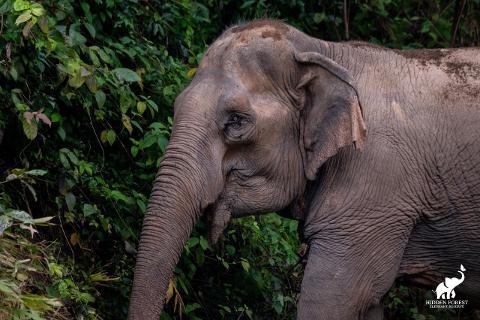 665c8bcc6c9248098299f546b4455517Elephant_half_side_view_logo_lg
