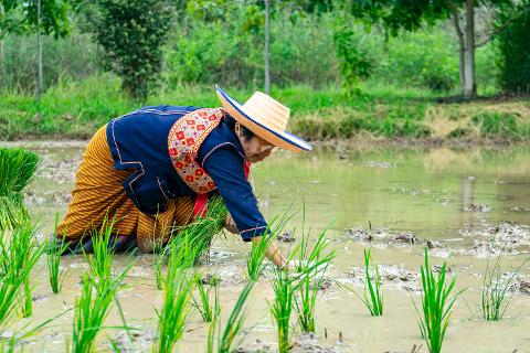 Discova_Educational_Travel___Kok_Na_Sai_Rice_Planting_by_Discova_Thailand__7___2_