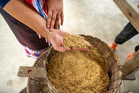 Discova_Educational_Travel___Kok_Na_Sai_Rice_Threshing_by_Discova_Thailand__28_