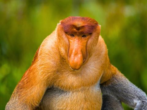 Monkey