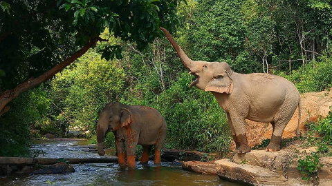 Chiang Mai: ChangChill Elephant Observation Full-Day Tour