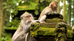 Ubud: Monkey Forest Sanctuary, Waterfall, Ubud Palace and Rice Terrace (Excluded Hotel Pick up and Lunch)