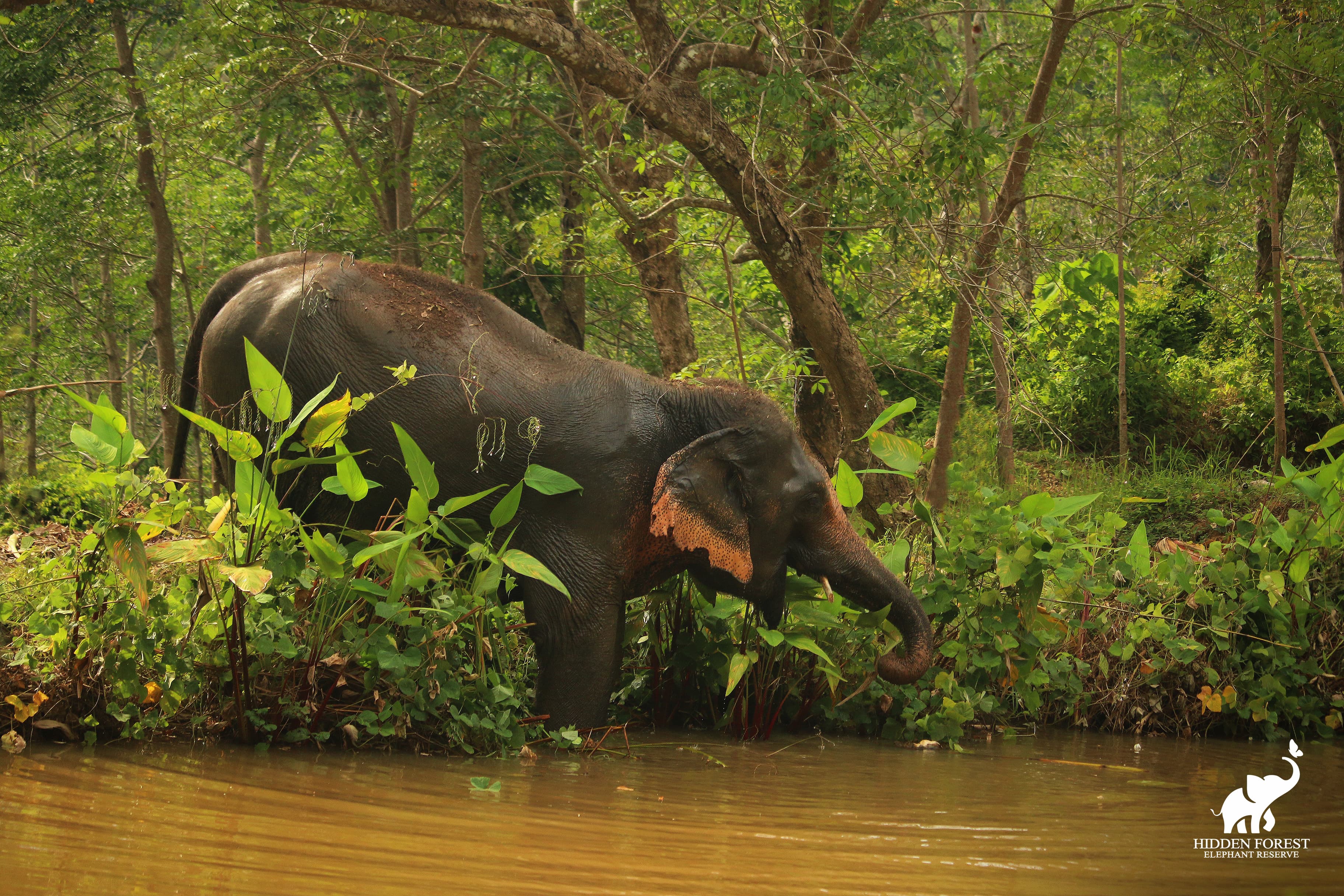Phuket Hidden Forest Elephant Reserve Morning Tour with Lunch & Transfer