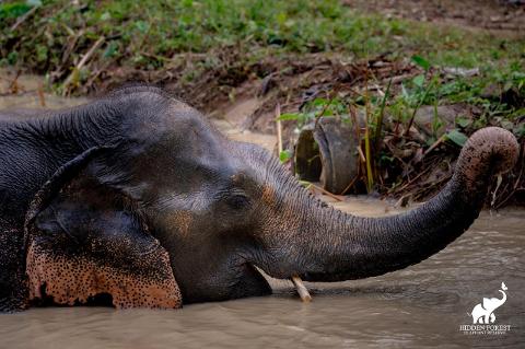 c66d53f98b05499fbc209de3ced2486cElephant_water_play_logo_lg