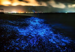 Bioluminescence & Sea Canoes in Phang Nga Bay by Speedboat Exclude Hotel Roundtrip Transfer