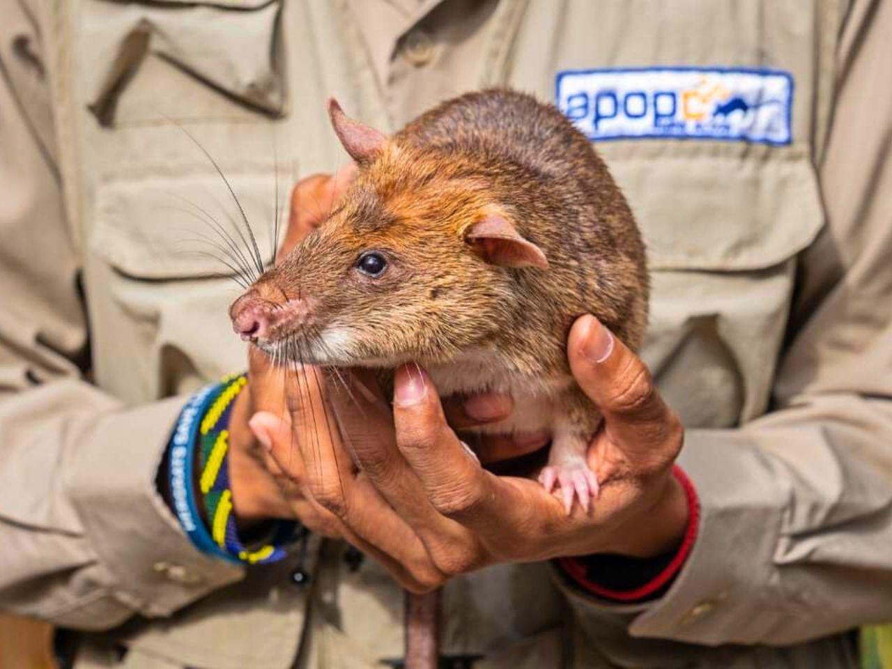 Siem Reap: Afternoon APOPO Rats Tour with Phare Circus Show