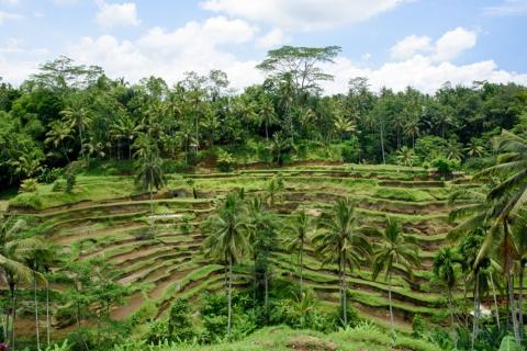 Ubud and Rice Fields Exploration Private Tour