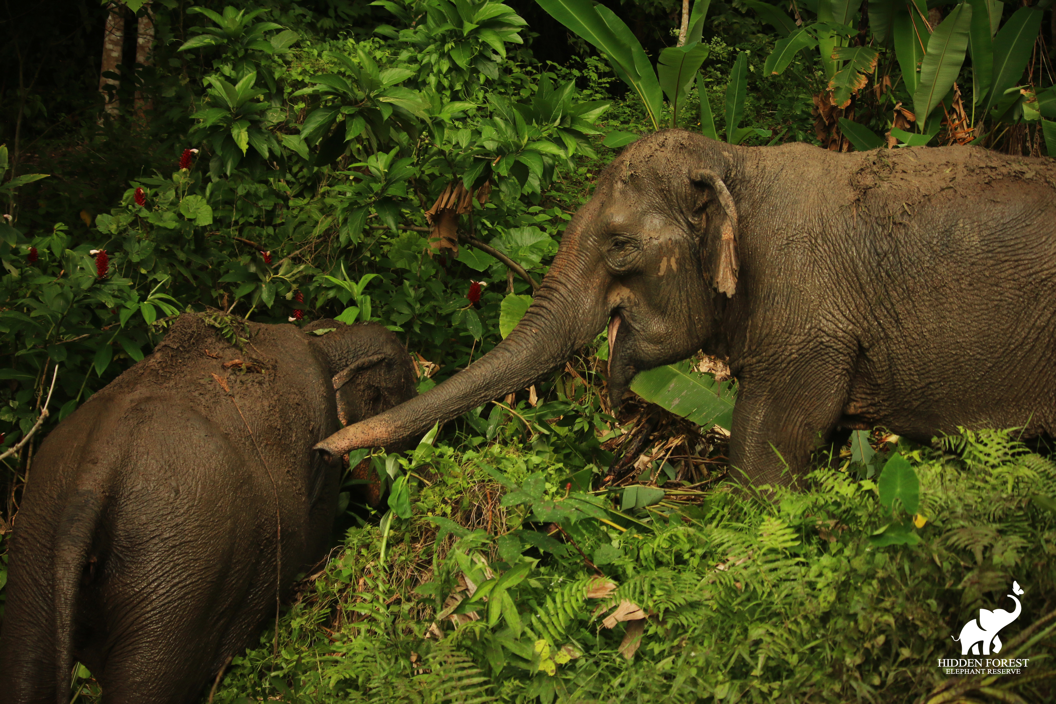 Phuket Hidden Forest Elephant Reserve Morning Tour with Lunch & Transfer
